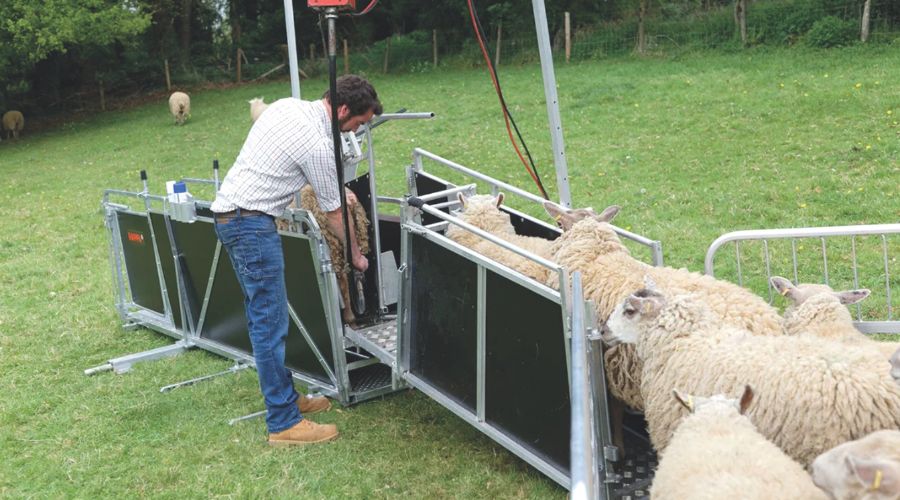 Sheep handling equipment
