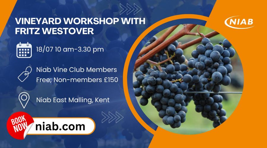 Vineyard Workshop with Fritz Westover Vineyard Workshop with Fritz Westover