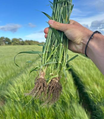 Farmer holding up crop