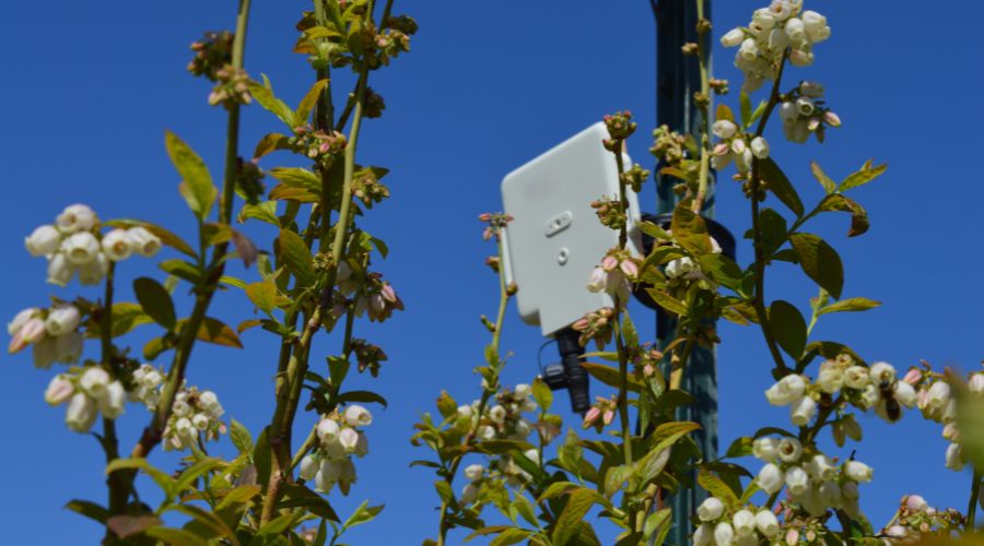 British Sugar has partnered with York-based agri-tech company AgriSound to launch a pioneering pollinator monitoring project.
