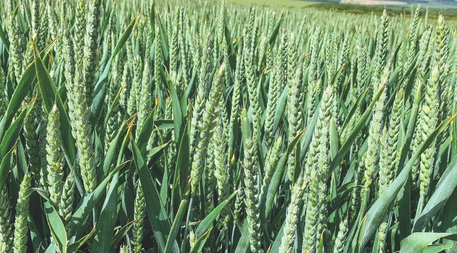 SY Cheer, taken by Syngenta