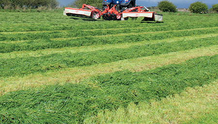 grass silage