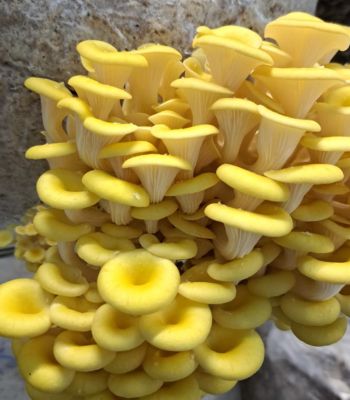 First gourmet mushrooms, including Blue Grey, King Oyster and Lion’s Mane, have been harvested from a mushroom farm on Blenheim Estate.