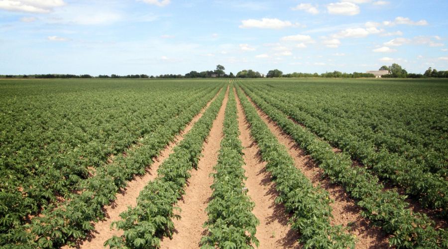 Potato field