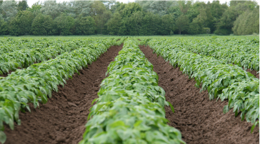Potato crop field
