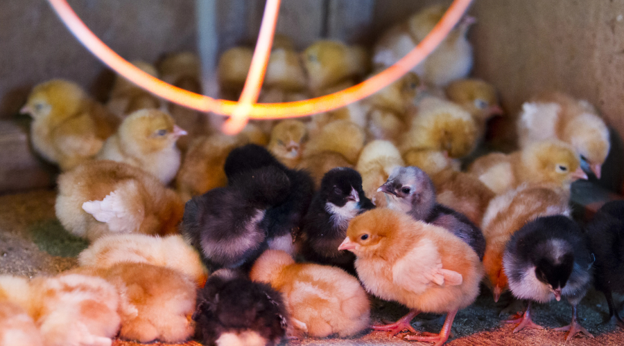Chicks under heat lamp
